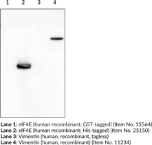 His-Tag Recombinant Monoclonal Antibody - HRP Conjugated