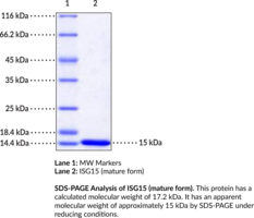 ISG15 (mature form) (human, recombinant)