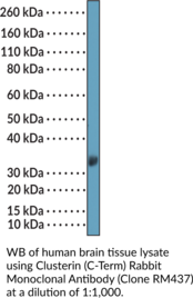 Clusterin (C-Term) Rabbit Monoclonal Antibody