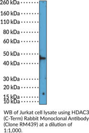 HDAC3 (C-Term) Rabbit Monoclonal Antibody