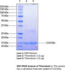 Thioredoxin 1 (mouse, recombinant; His-tagged)