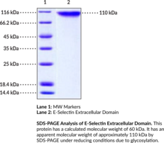 E-Selectin/CD62E Extracellular Domain (human, recombinant)