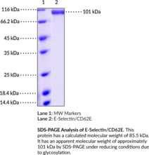 E-Selectin/CD62E (mouse, recombinant)