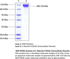 L-Selectin/CD62L Extracellular Domain (mouse, recombinant)