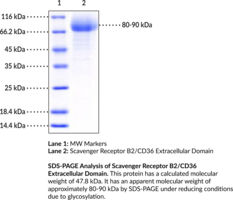 Scavenger Receptor B2/CD36 Extracellular Domain (mouse, recombinant)