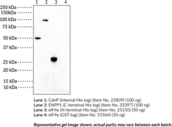 His-tag Recombinant Monoclonal Antibody