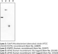 His-tag Recombinant Monoclonal Antibody - Biotinylated