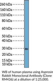 Asprosin Rabbit Monoclonal Antibody
