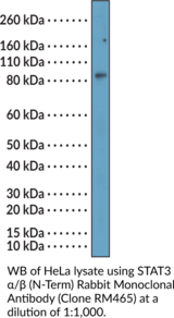 STAT3?/? (N-Term) Rabbit Monoclonal Antibody