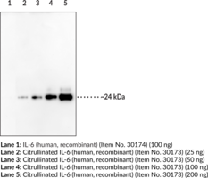 Citrullinated Interleukin-6 Polyclonal Antibody