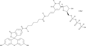 Fluorescein-<wbr/>12-dUTP