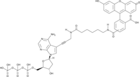 Fluorescein-12-dATP