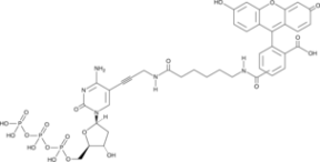 Fluorescein-<wbr/>12-dCTP