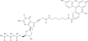 Fluorescein-<wbr/>12-dGTP