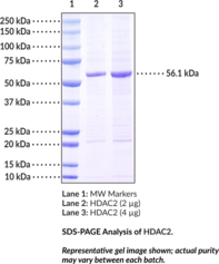 HDAC2 (human, recombinant)