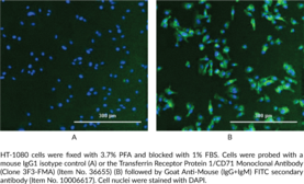 Transferrin Receptor Protein 1/CD71 Monoclonal Antibody (Clone 3F3-FMA)