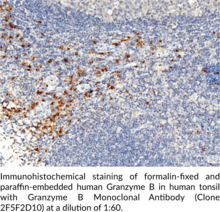 Granzyme B Monoclonal Antibody