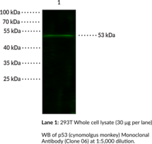 p53 (cynomolgus monkey) Monoclonal Antibody