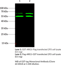 GST-tag Monoclonal Antibody (Clone 6C10G4)