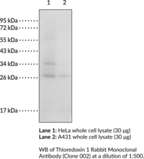 Thioredoxin 1 Rabbit Monoclonal Antibody (Clone 002)