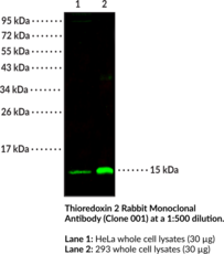 Thioredoxin 2 Rabbit Monoclonal Antibody (Clone 001)