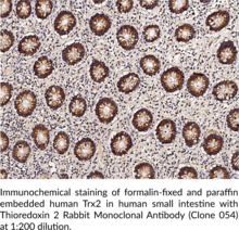 Thioredoxin 2 Rabbit Monoclonal Antibody (Clone 054)