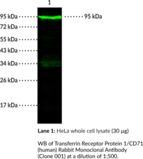 Transferrin Receptor Protein 1/CD71 (human) Rabbit Monoclonal Antibody (Clone 001)