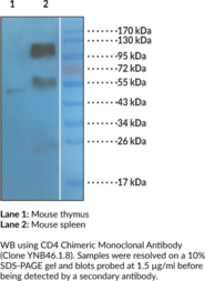 CD4 Chimeric Monoclonal Antibody (Clone YNB46.1.8)