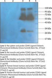 CD40 Ligand Chimeric Monoclonal Antibody (Clone hu5c8)