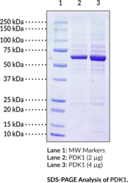 PDK1 (human, recombinant)