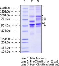 Human Fibrinogen (PAD4 Citru<wbr/>llinated)