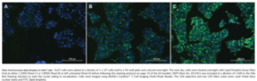 Lipid Droplets Fluorescence Assay Kit