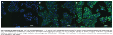 Lipid Droplets Fluorescence Assay Kit