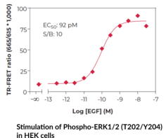 ERK1/2 (Phospho) TR-FRET Assay Kit