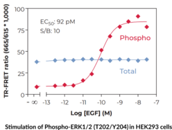 ERK1/2 (Total) TR-FRET Assay Kit