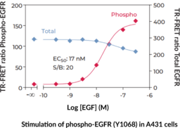 EGFR (Total) TR-FRET Assay Kit