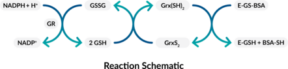 Glutaredoxin Fluorometric Activity Assay Kit