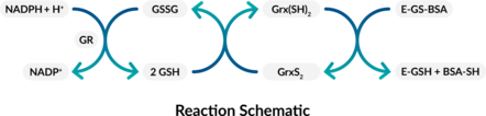 Glutaredoxin Fluorometric Activity Assay Kit