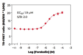 CREB (Phospho-Ser<sup>133</sup>) TR-FRET Assay Kit