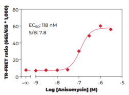 JNK1/2/3 (Phospho-Thr<sup>183</sup>/Tyr<sup>185</sup>) TR-FRET Assay Kit