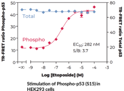 p53 (Total) TR-FRET Assay Kit