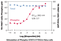 p53 (Total) and p53 (Phospho-Ser<sup>15</sup>) TR-FRET Assay Kit