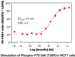 p70S6K (Phospho-Thr<sup>389</sup>) TR-FRET Assay Kit