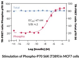 p70S6K (Total) TR-FRET Assay Kit