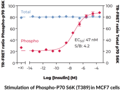 p70S6K (Total) and p70S6K (Phospho-Thr<sup>389</sup>) TR-FRET Assay Kit