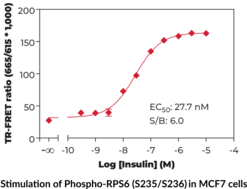 Ribosomal Protein S6 (Phospho-Ser<sup>235/236</sup>) TR-FRET Assay Kit