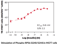 Ribosomal Protein S6 (Phospho-Ser<sup>240/244</sup>) TR-FRET Assay Kit