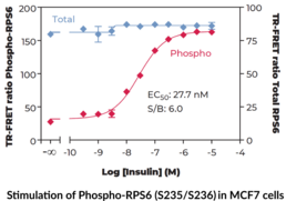 Ribosomal Protein S6 (Total) TR-FRET Assay Kit