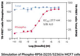 Ribosomal Protein S6 (Total) and Ribsomal Protein S6 (Phospho-Ser<sup>235/236</sup>) TR-FRET Assay Kit