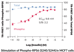 Ribosomal Protein S6 (Total) and Ribosomal Protein S6 (Phospho-Ser<sup>240/244</sup>) TR-FRET Assay Kit